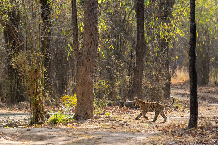Tiger cub running amidst trees in forest