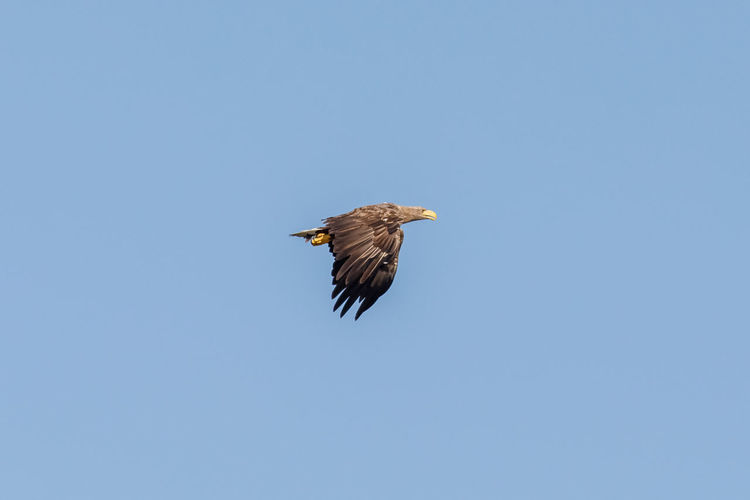 Low angle view of eagle flying in sky