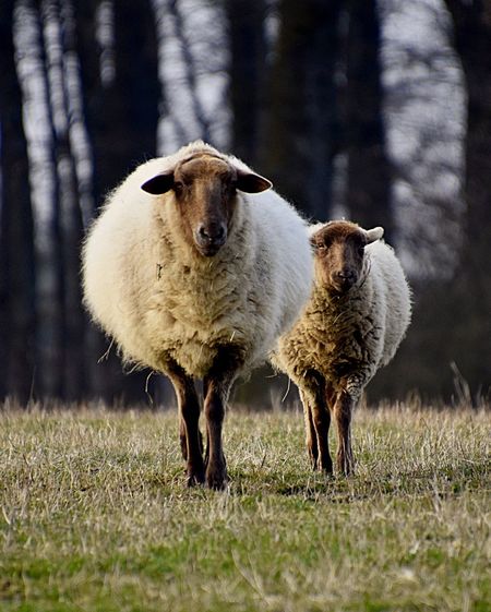 Portrait of sheep standing on grassy land in forest