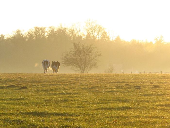 Rear view of cattle on field against sky during sunset
