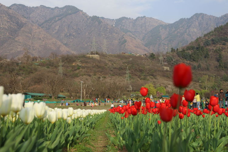 Red tulips on field against mountains, tulip garden srinagar kashmir spring 2021