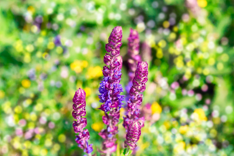Close-up of purple flower blooming outdoors