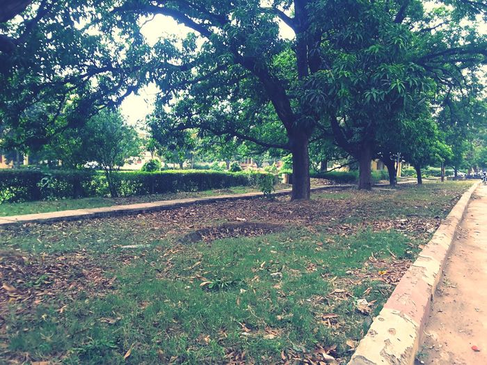 Trees on landscape