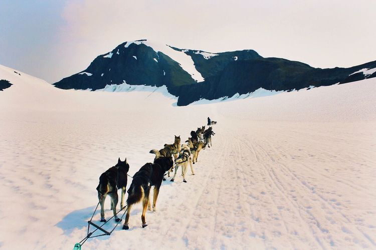 View of sled dogs on landscape against sky