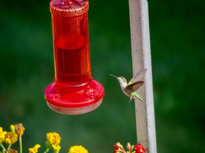 Hummingbird hovering by bird feeder in back yard