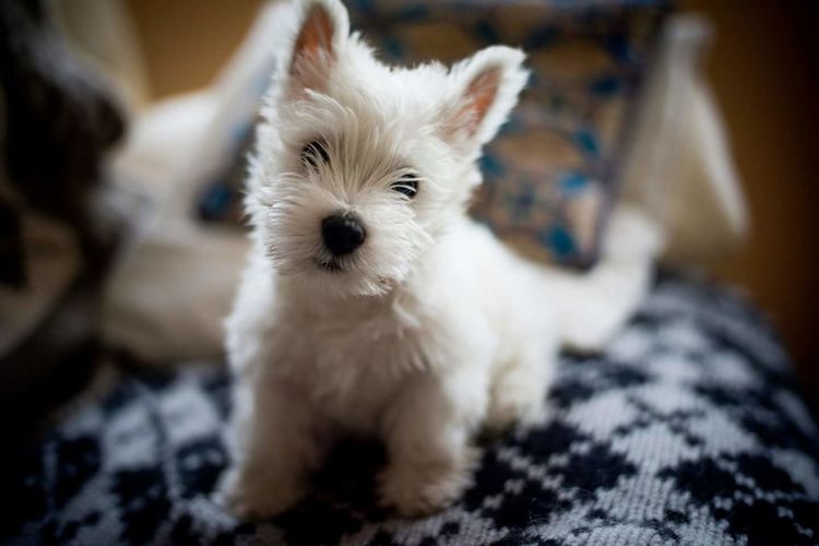 Close-up portrait of west highland white terrier on seat at home