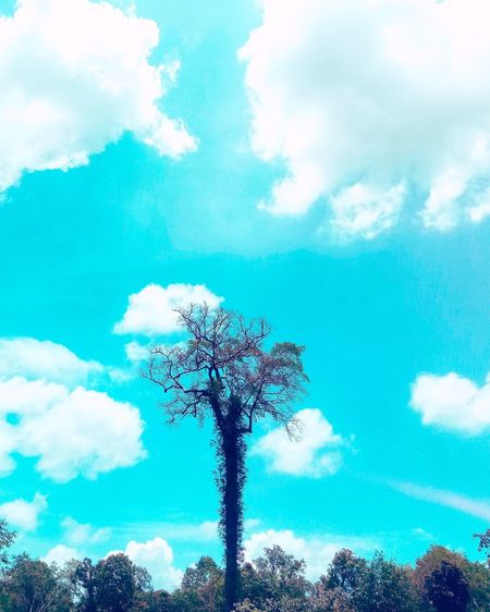 Low angle view of trees against cloudy sky