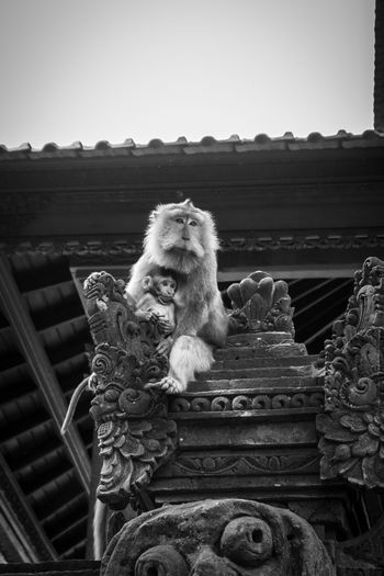 View of dog on roof against sky