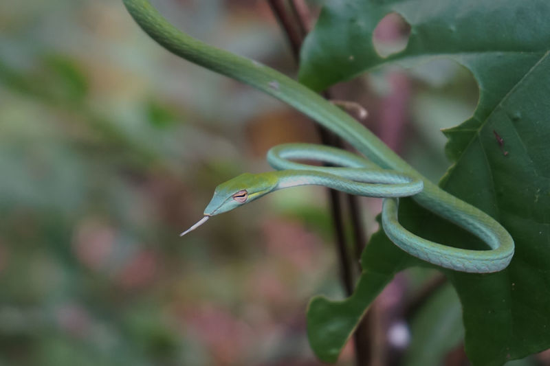 Oriental whip snake in the grass