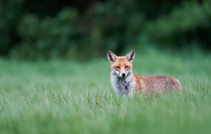 Portrait of red fox standing on grassy field