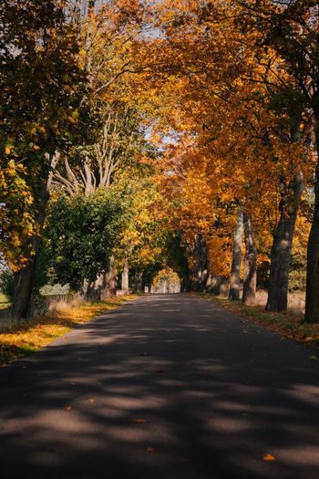 Road amidst trees in city during autumn