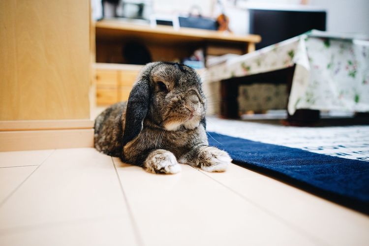 Close-up of rabbit sitting on floor at home