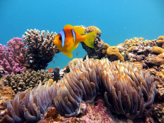 Clown fish swimming in sea with corals