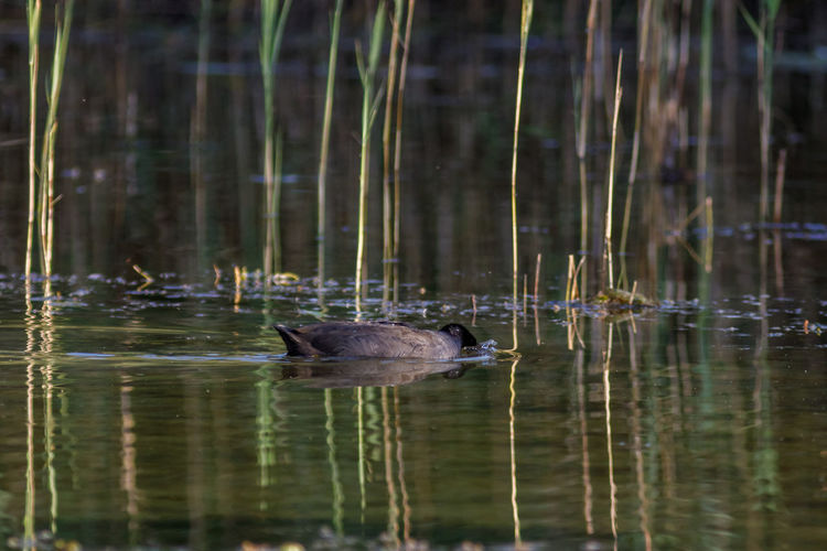 Duck swimming in lake