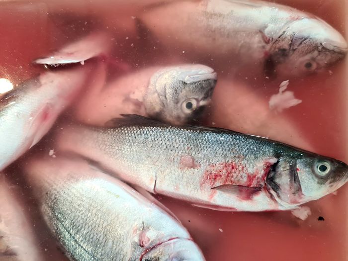 Close-up of fish for sale