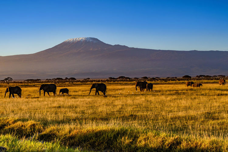 Elephants near to mount kilimanjaro