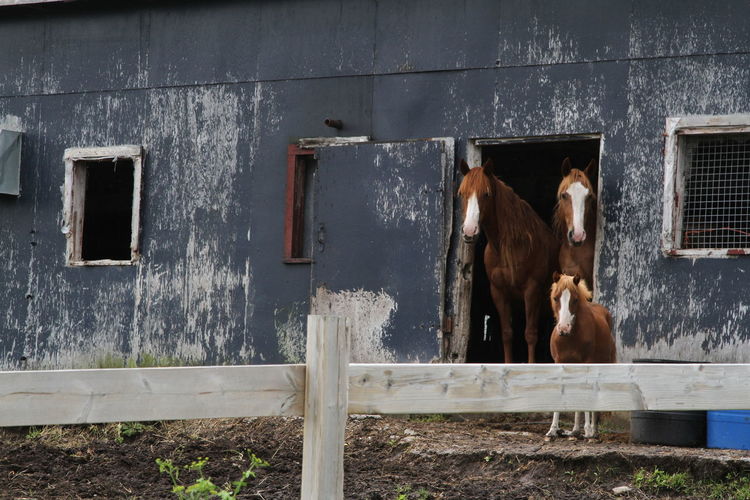 Horses looking out from an old barn
