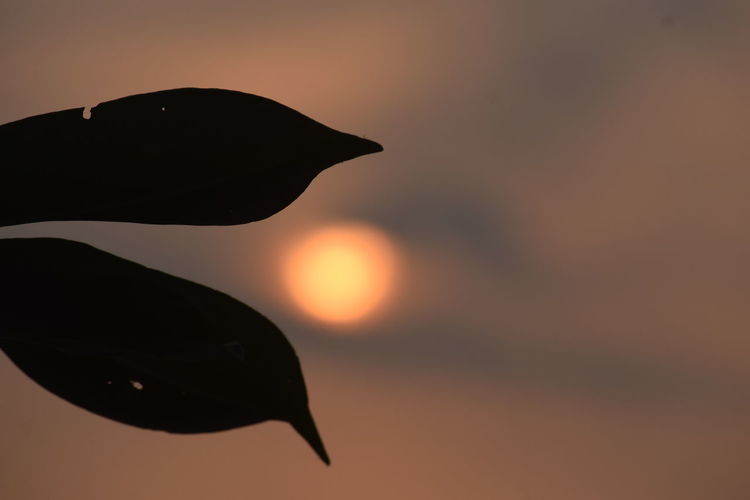 Close-up of silhouette leaf against sky during sunset