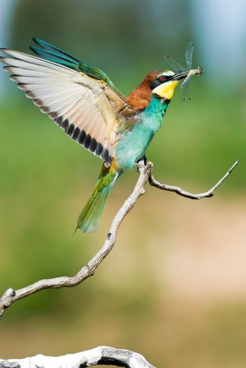 Close-up of bee eater perching on branch