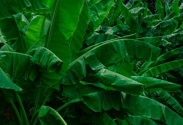 Banana green leaves on dark background. banana leaf in tropical garden. green leaves of banana.