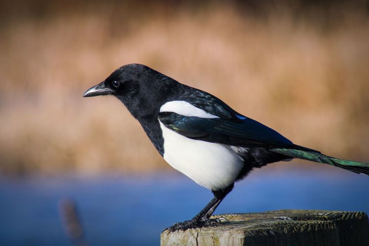 Close-up of magpie perching on a post