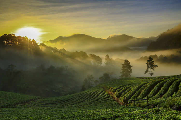 Scenic view of agricultural field against sky during sunset