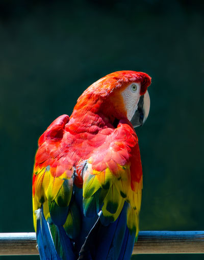 Bright colored parrot sits on a perch outdoors 