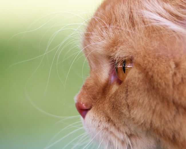 Close-up of a cat looking away
