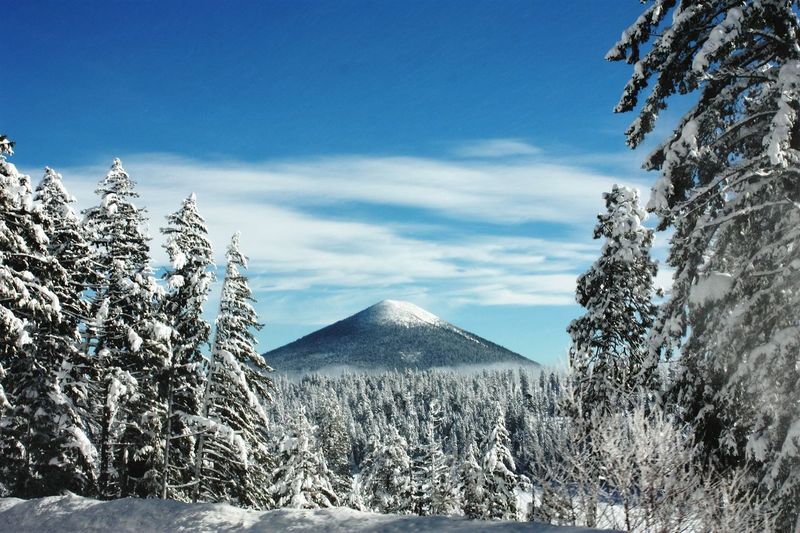 Trees on snow covered landscape against sky