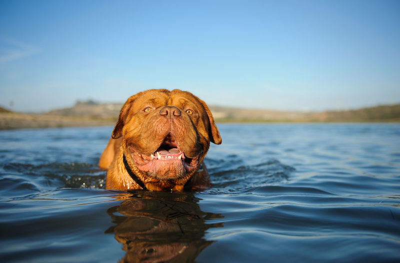 Close-up of dog swimming in lake