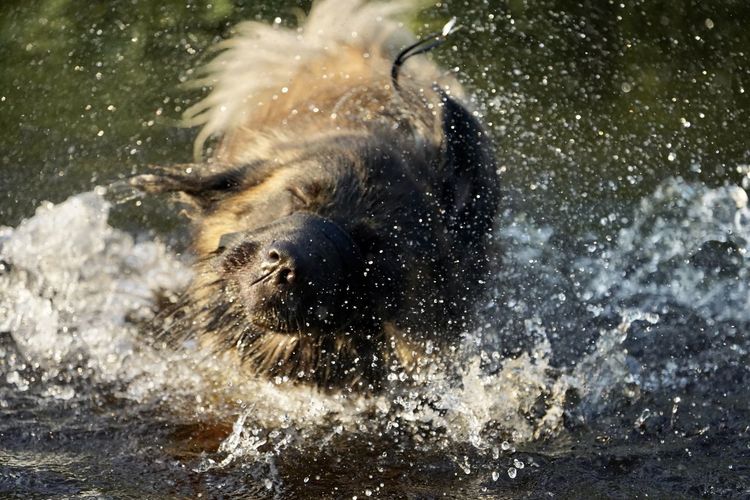 Portrait of an animal