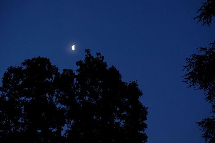 Low angle view of trees against blue sky