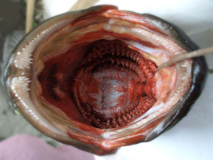 Close-up of fish mouth