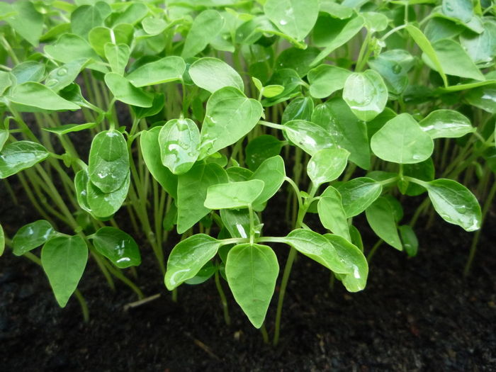 Close-up of green leaves on field