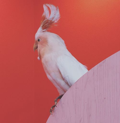 Close-up of parrot perching on red wall