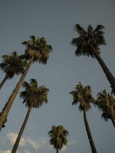 Low angle view of coconut palm trees against clear sky