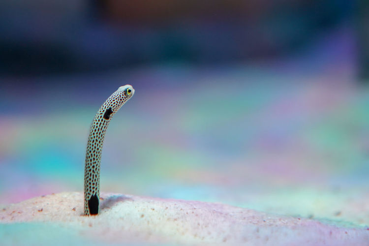 Sea snake spotted garden eel-heteroconger hassi
