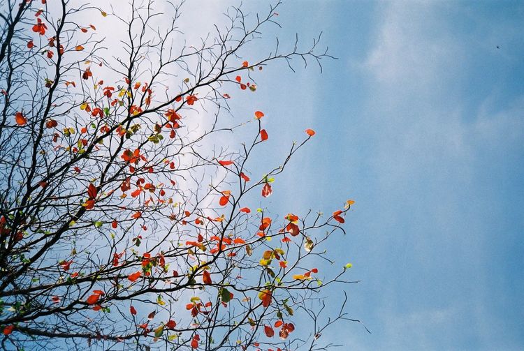 Low angle view of trees against sky