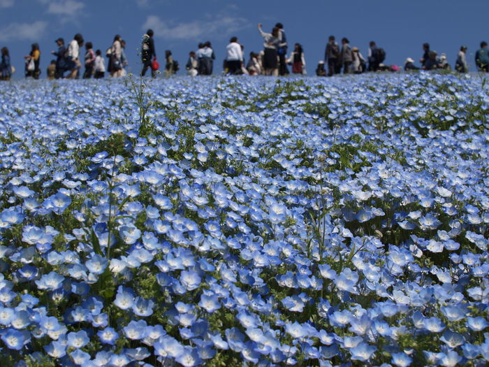 Flowers on field by people standing against sky