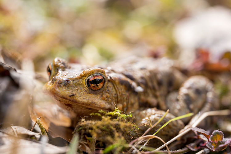 Sunbathing toad