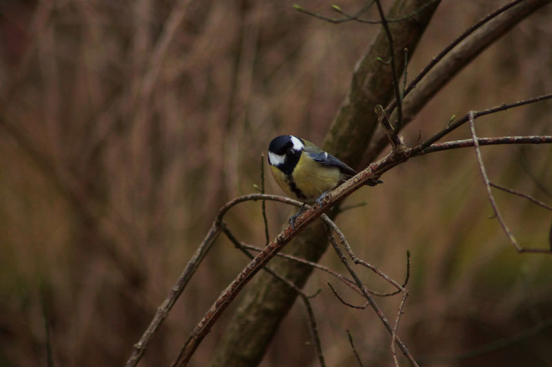 Bird perching on twig