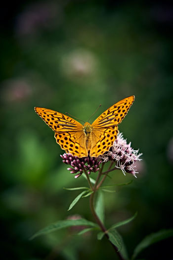 Close-up of butterfly pollinating on flower