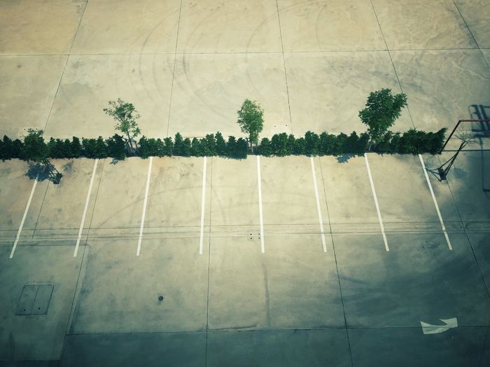 High angle view of plants on road