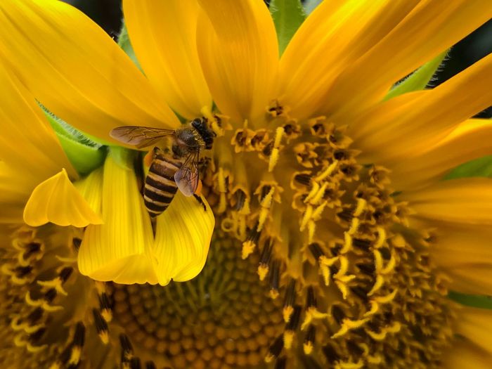 Close-up of bee pollinating on sunflower
