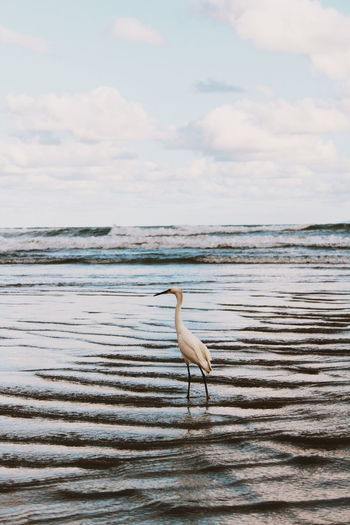 View of a coastal bird on beach