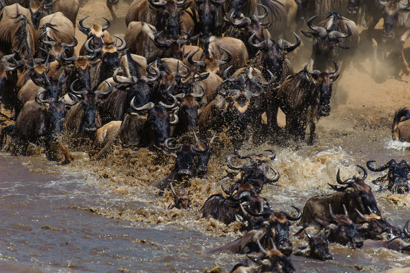 High angle view of wildebeests in river