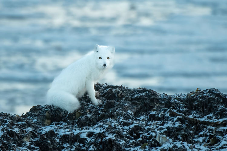 Arctic fox sits on rocks eyeing camera