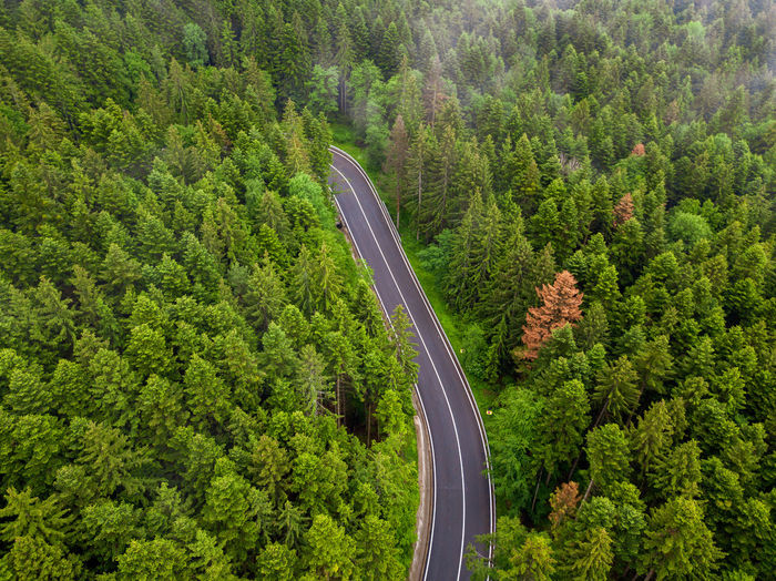 High angle view of highway amidst trees in forest