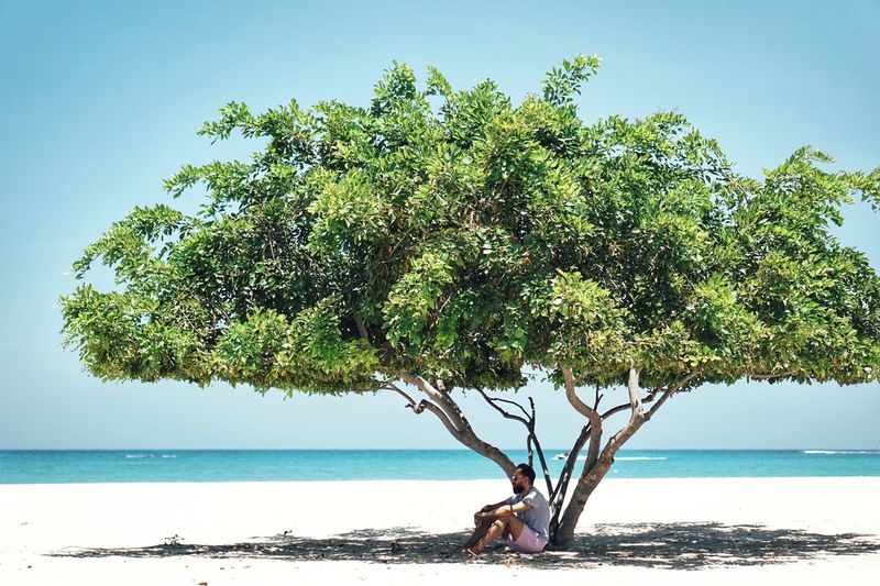 Man sitting by tree at beach