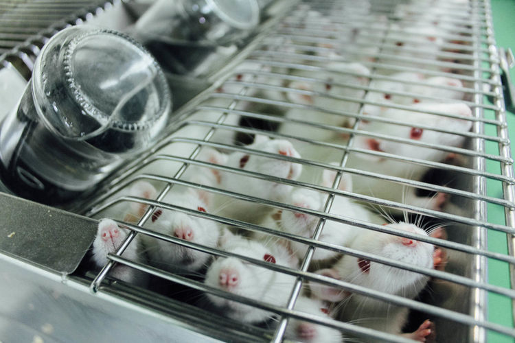 Close-up of mice cage